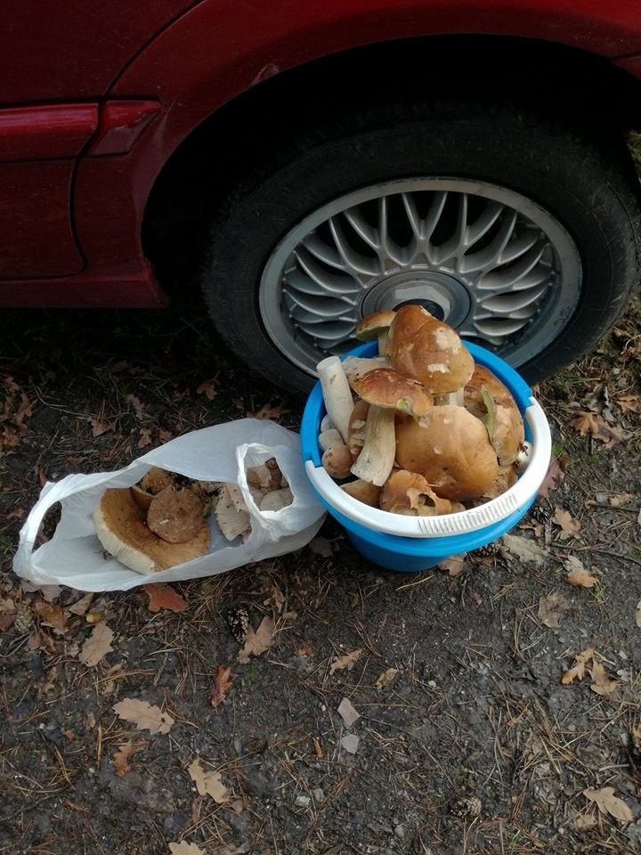 Zbiory Pawła i jego 7-letniego syna