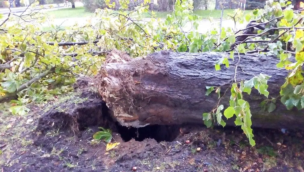 Zobacz, jakiego spustoszenia dokonała nawałnica w Bolesławcu