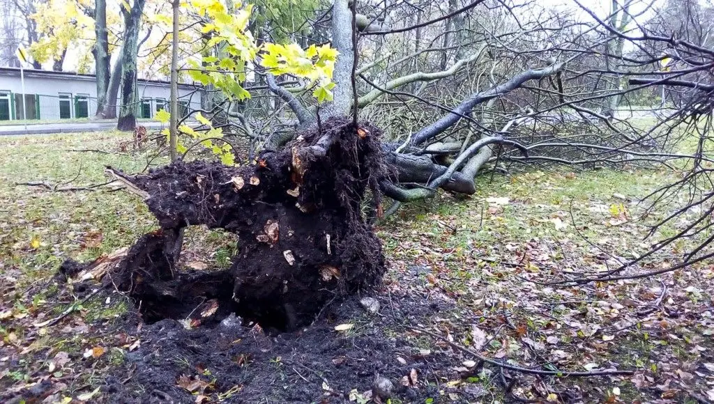 Orkan Grzegorz: zniszczenia w Bolesławcu i powiecie bolesławieckim