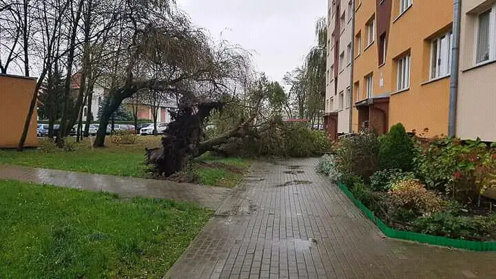 Orkan Grzegorz: zniszczenia w Bolesławcu i powiecie bolesławieckim