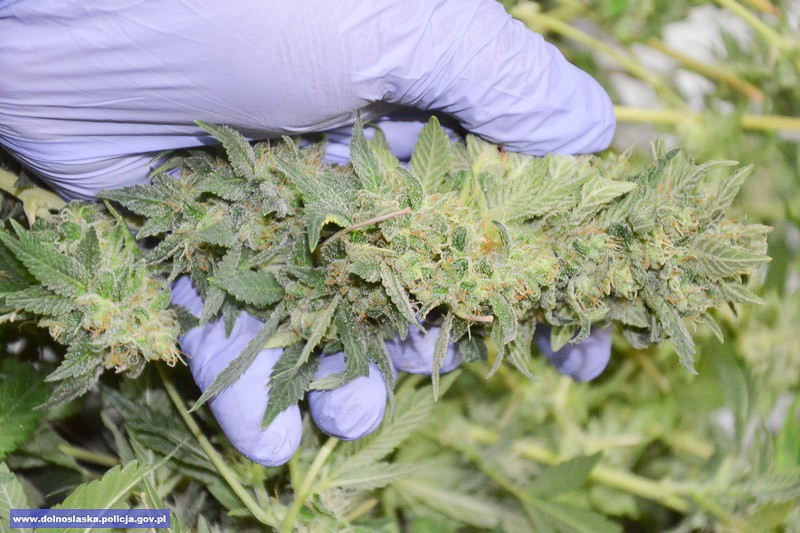 Uprawa maryśki zlikwidowana, 31-latek zatrzymany
