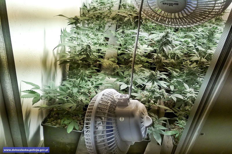 Uprawa maryśki zlikwidowana, 31-latek zatrzymany