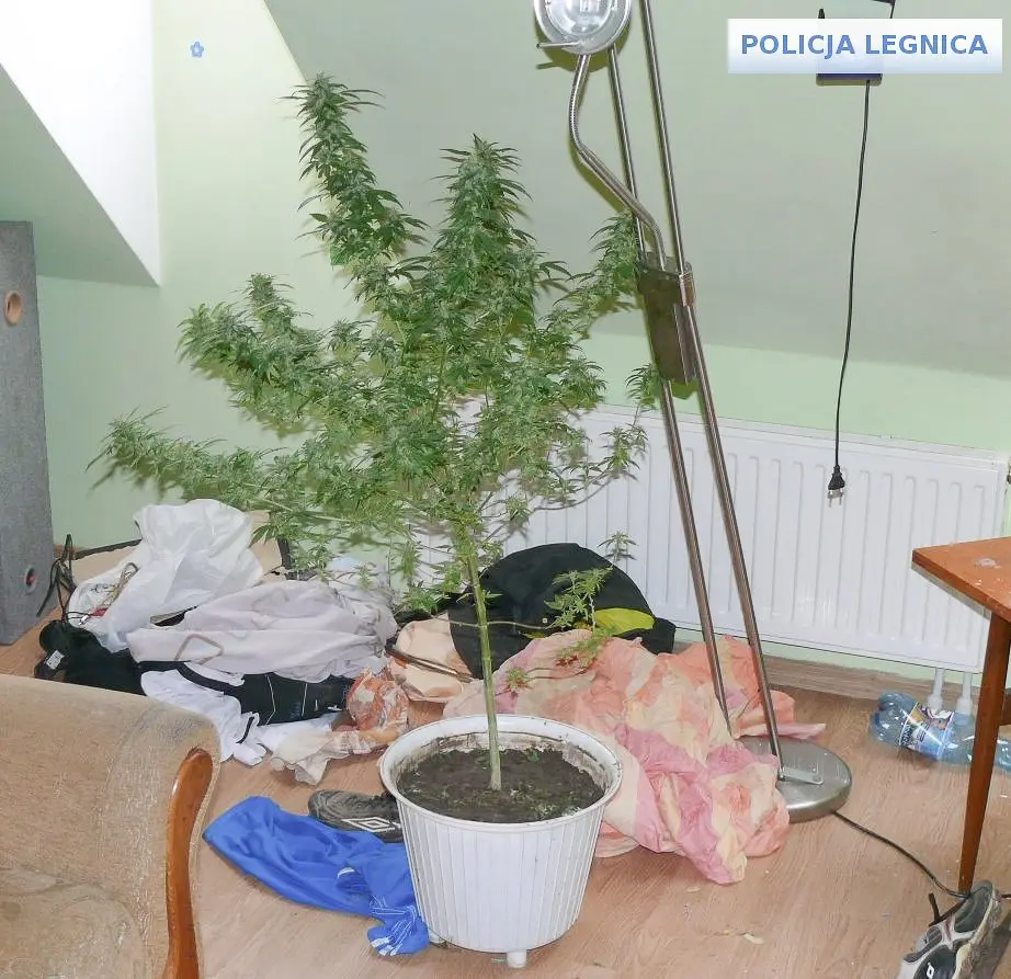 Dwaj ścigani listami gończymi przestępcy wpadli z narkotykami