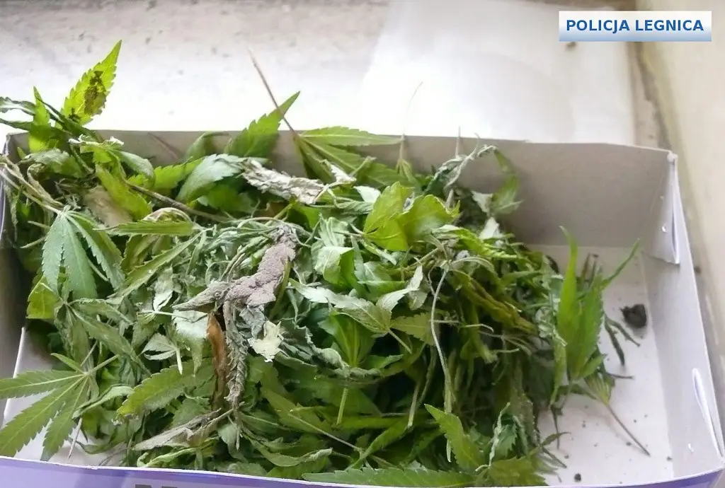 Dwaj ścigani listami gończymi przestępcy wpadli z narkotykami