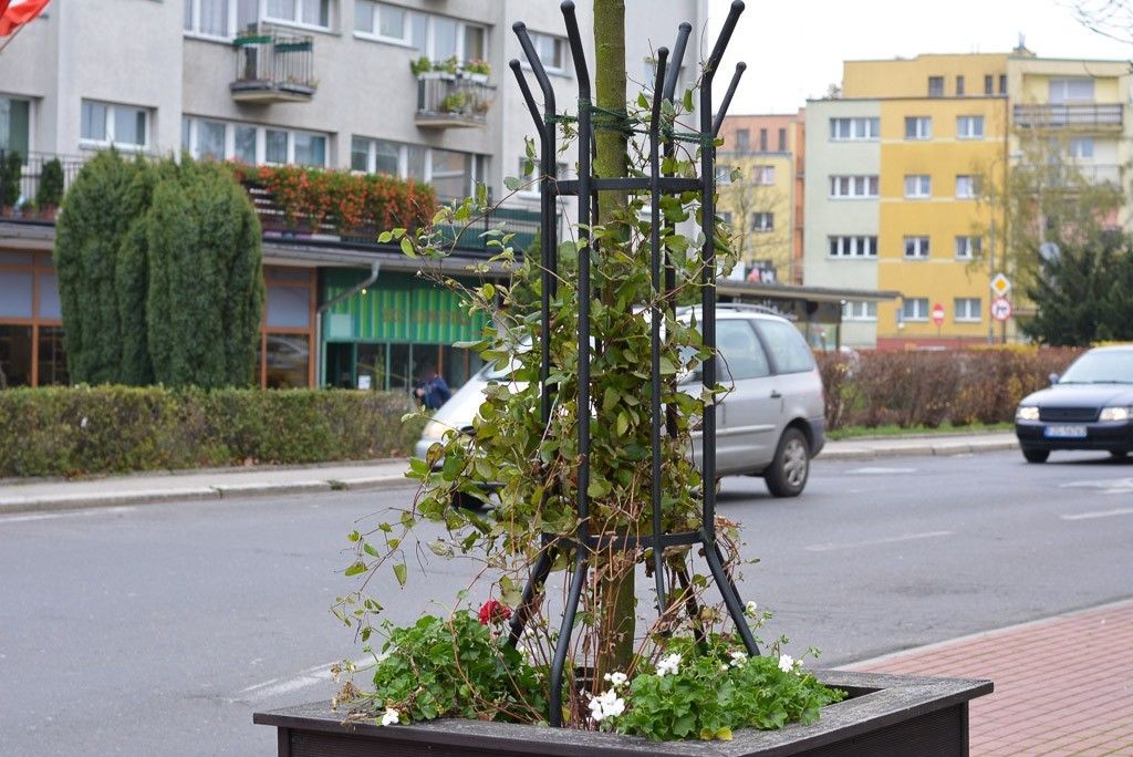 Drzewka na Asnyka się męczą?