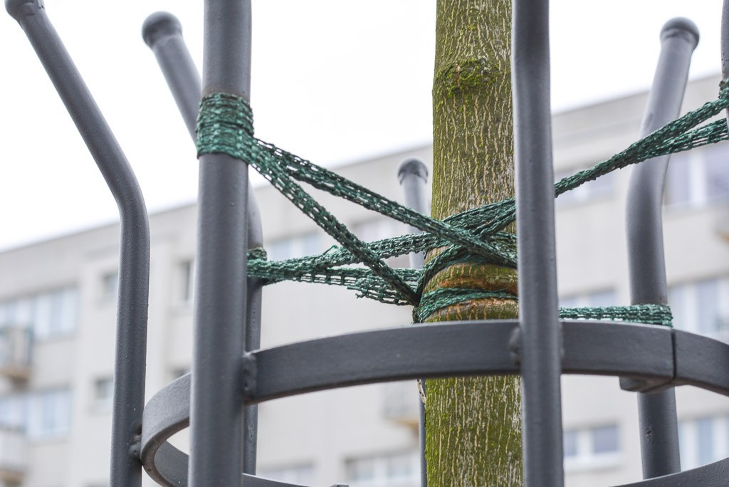 Drzewka na Asnyka się męczą?