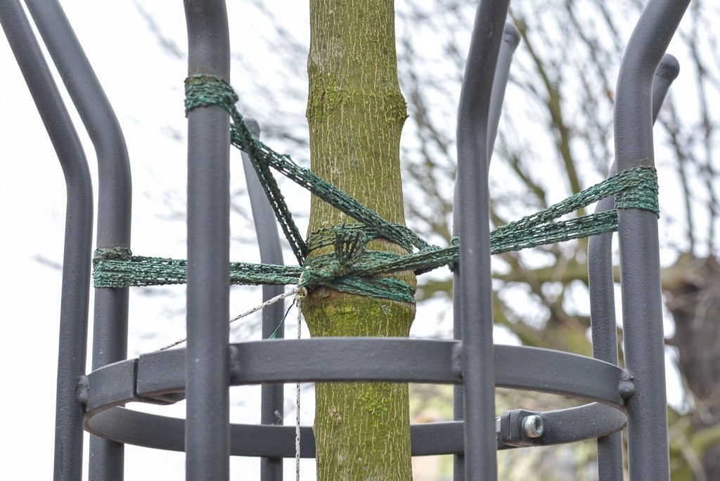 Drzewka na Asnyka się męczą?