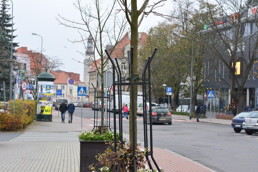 Drzewka na Asnyka się męczą?