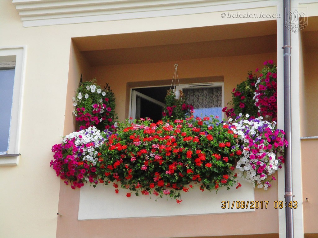 Znamy laureatów tegorocznego konkursu „Bolesławiec w kwiatach”