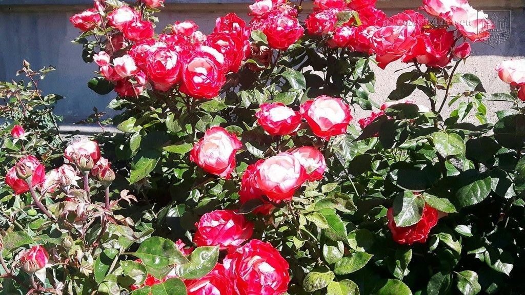 Znamy laureatów tegorocznego konkursu „Bolesławiec w kwiatach”