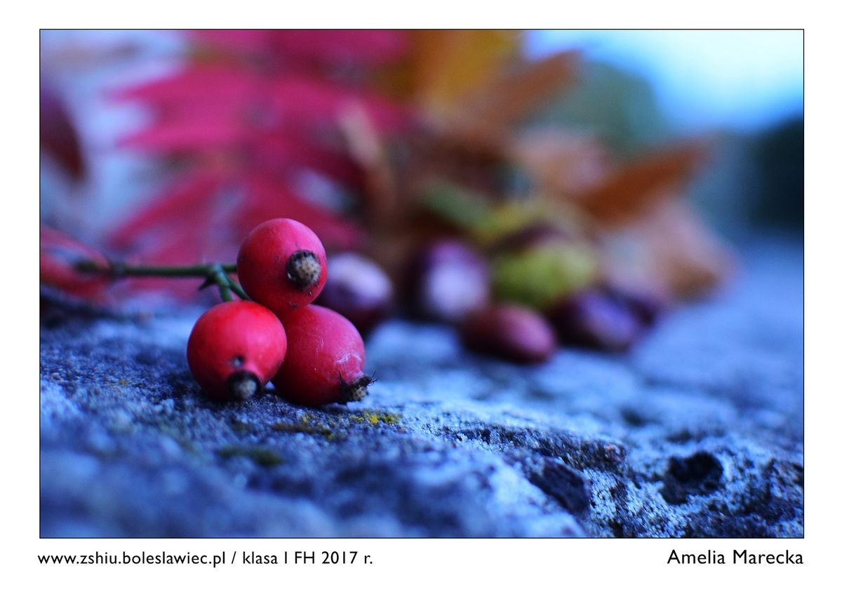 Wystawa świetnych fotografii w „Handlówce”