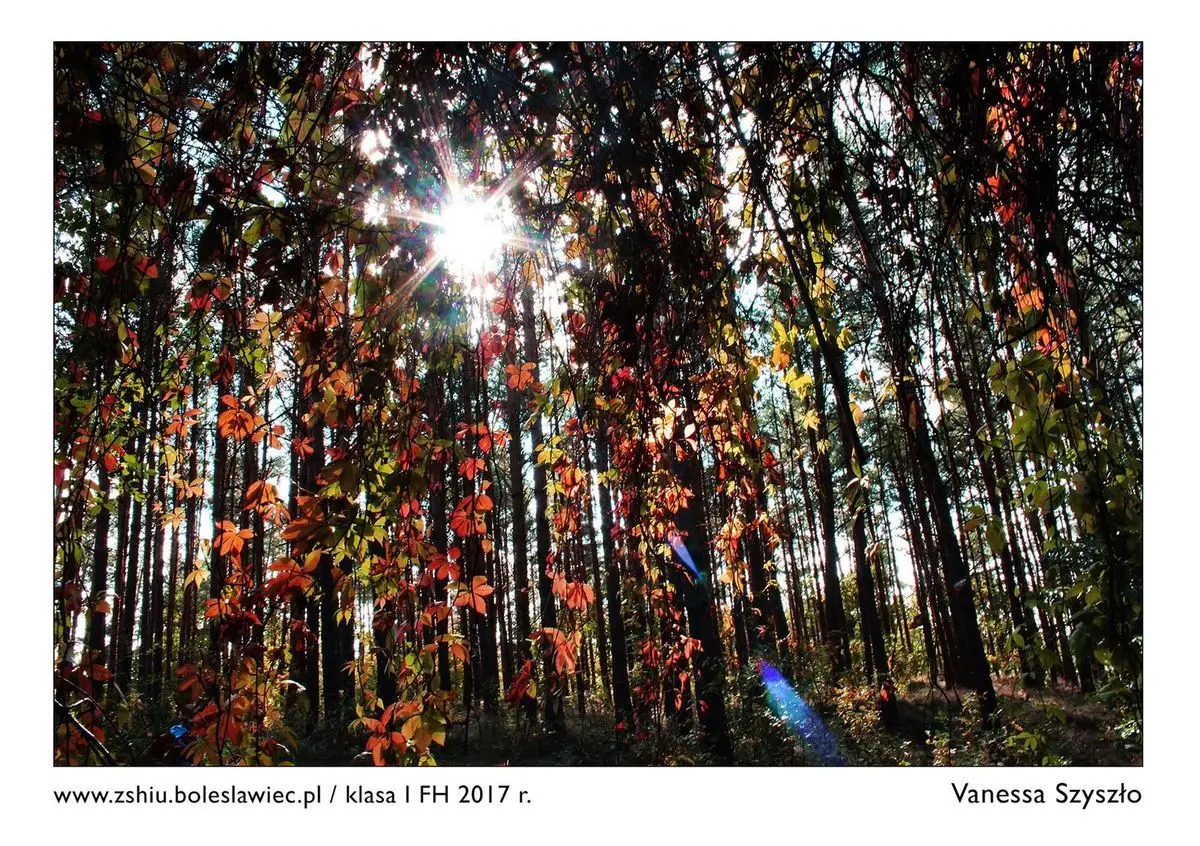 An Exhibition of Outstanding Photographs at “Handlówka”