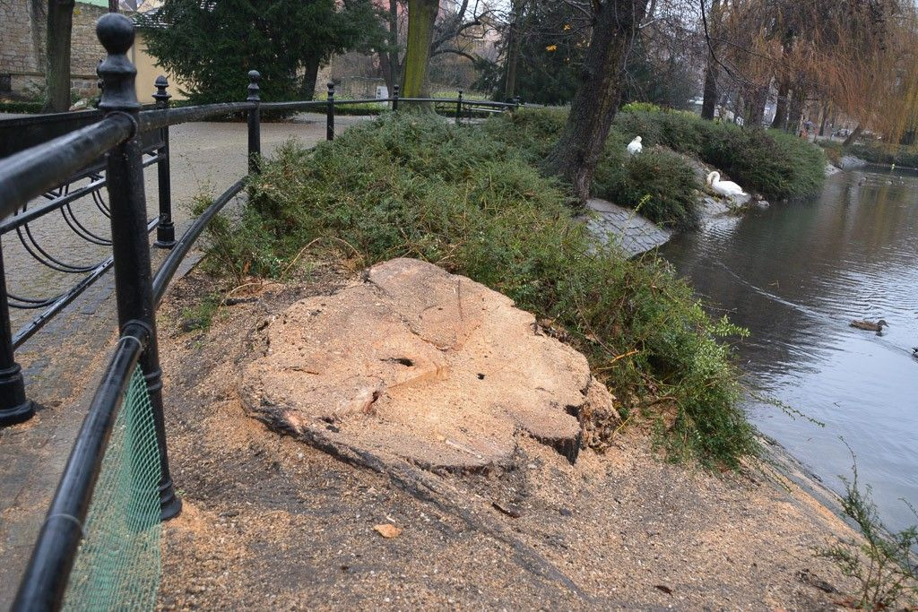 Wycięli zdrową wierzbę przy stawie? Jest komentarz MZGM-u