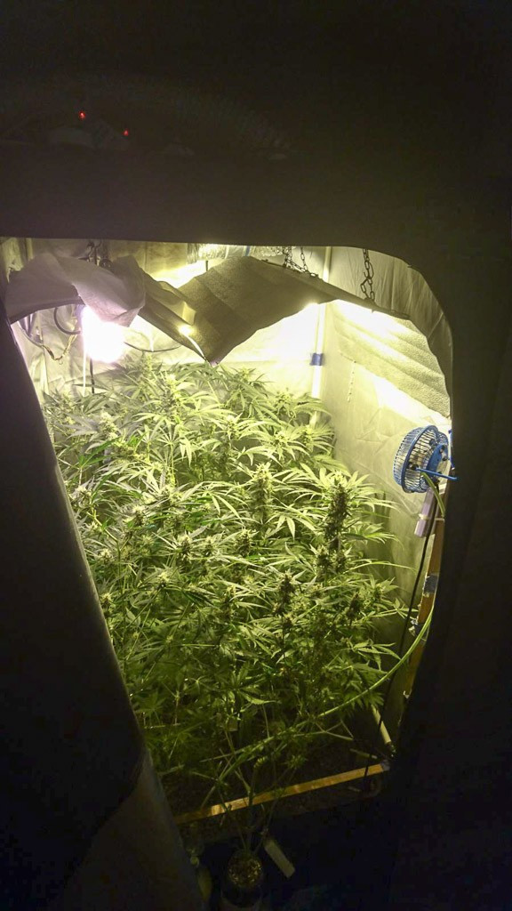 W sypialni uprawiał… marihuanę