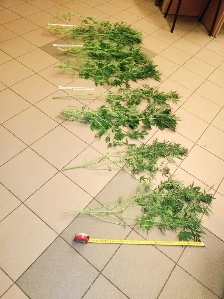 W sypialni uprawiał… marihuanę