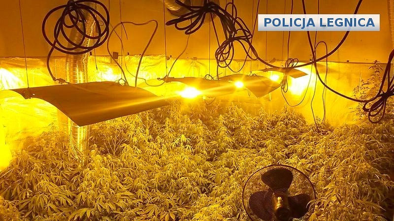 Duża plantacja marychy zlikwidowana. Poszukiwany przestępca zatrzymany