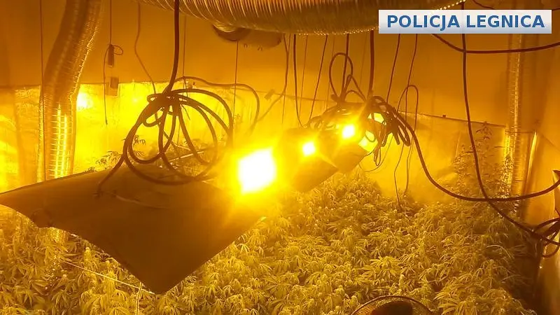 Duża plantacja marychy zlikwidowana. Poszukiwany przestępca zatrzymany