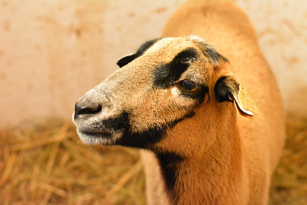 Gwiazdka Życzliwości w Bolesławcu