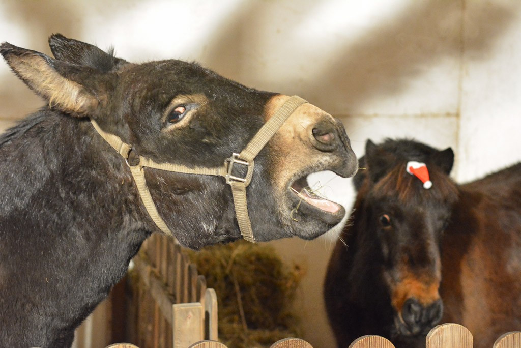 Gwiazdka Życzliwości w Bolesławcu