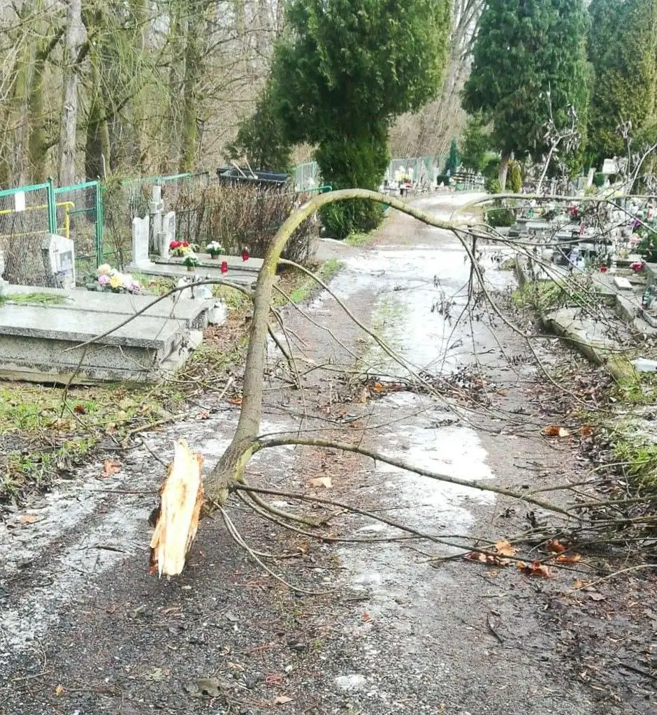 Złamana gałąź na cmentarzu komunalnym w Bolesławcu