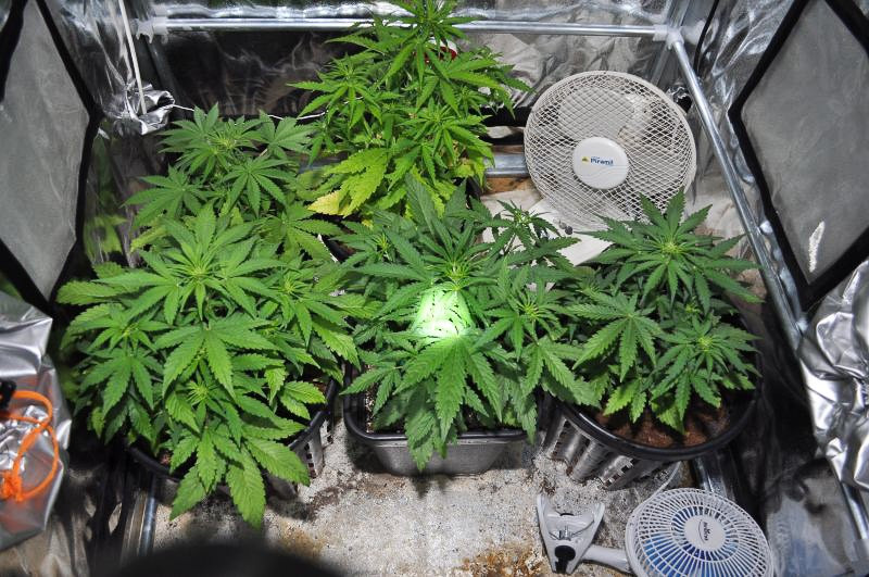 Pojechali na awanturę domową, zlikwidowali hodowlę marychy