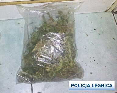 Profesjonalna uprawa marychy zlikwidowana