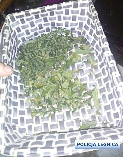 Profesjonalna uprawa marychy zlikwidowana