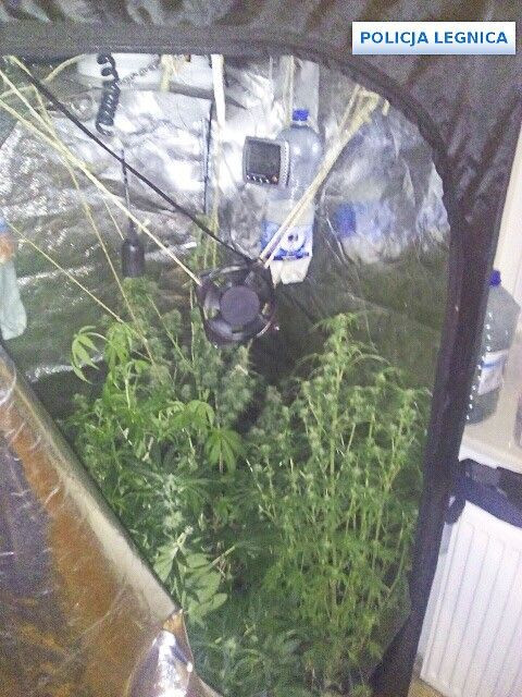 Profesjonalna uprawa marychy zlikwidowana