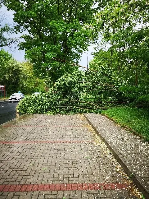 Powalone drzewo na Śluzowej w Bolesławcu