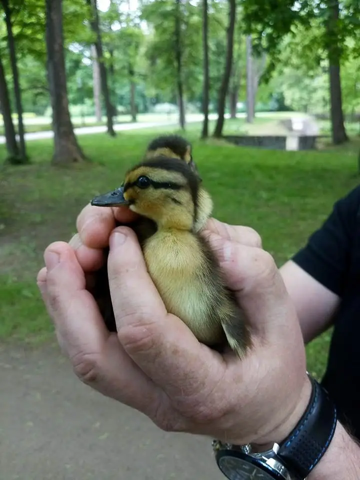 Kaczki