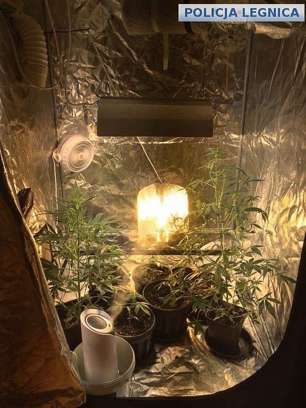 Uderzenie policji w narkotykowy biznes. Plantacja marychy zlikwidowana