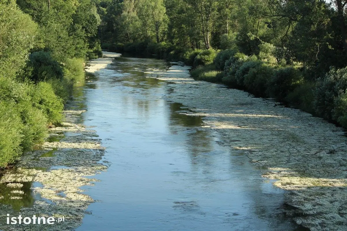 Bóbr w kwiatach