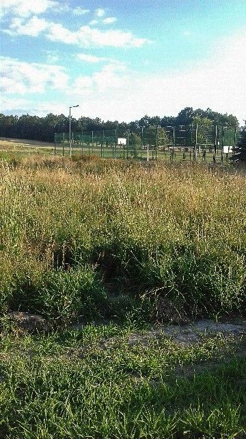 Mieszkaniec Jurkowa: „W tym buszu wszelakie gadziny się legną”