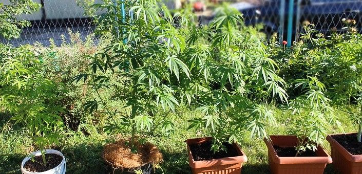 Plantacja marihuany zlikwidowana, 32-latek zatrzymany