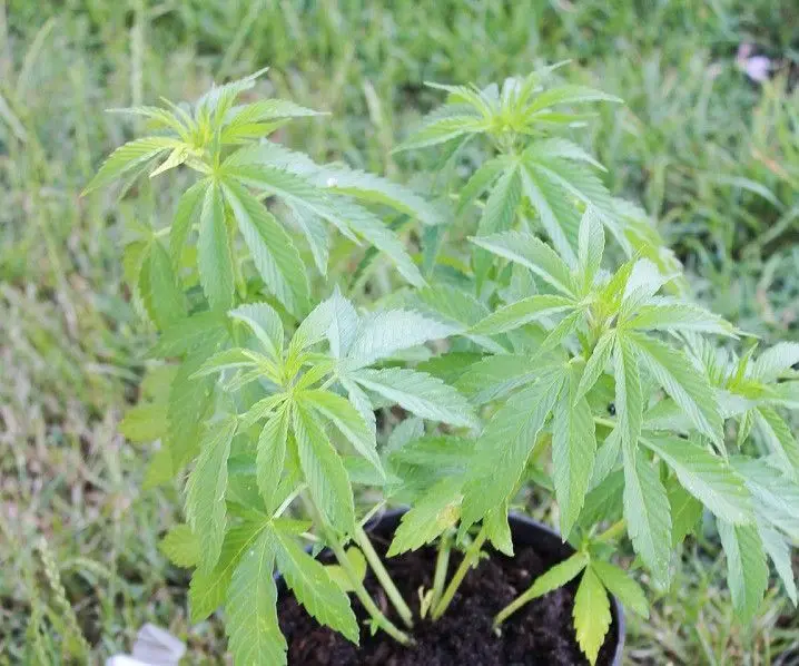Plantacja marihuany zlikwidowana, 32-latek zatrzymany