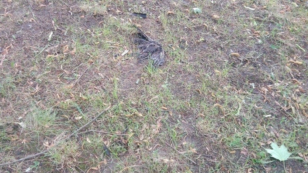 Czytelniczka: ptaki hałasują i rozkładają się na Łukasiewicza