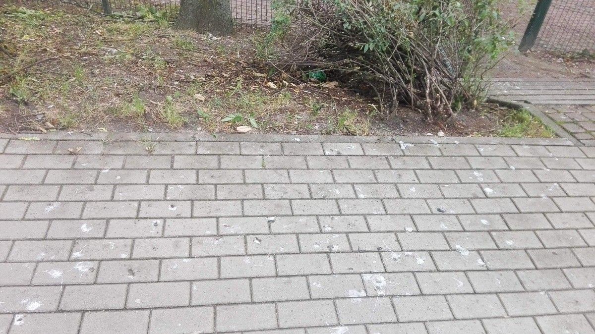 Czytelniczka: ptaki hałasują i rozkładają się na Łukasiewicza