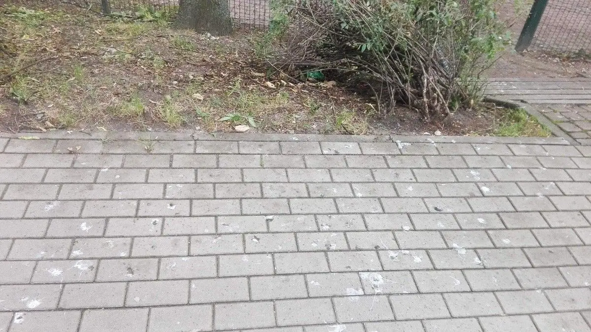Czytelniczka: ptaki hałasują i rozkładają się na Łukasiewicza