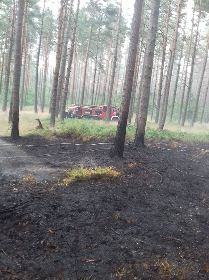 Kolejny pożar lasu