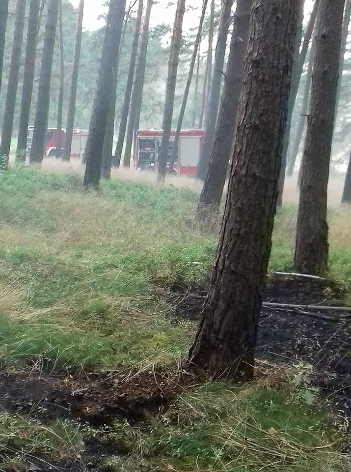 Kolejny pożar lasu