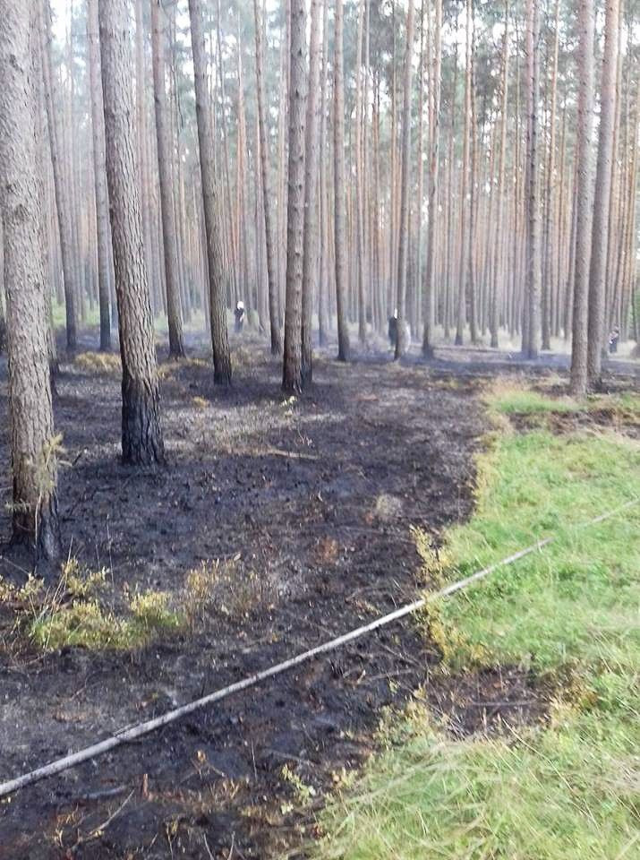 Kolejny pożar lasu