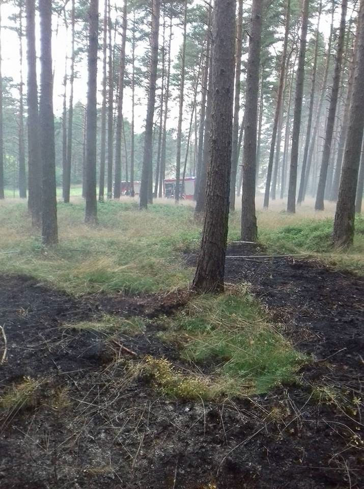 Kolejny pożar lasu