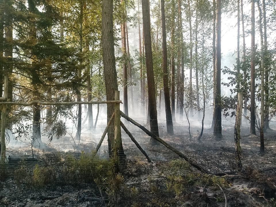 Pożary lasu w Węglińcu. Prawdopodobna przyczyna: podpalenie