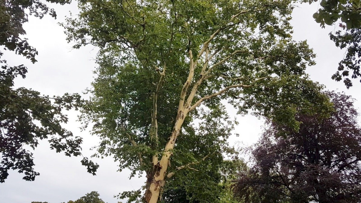 Drzewo bez kory w okolicy Sądu Rejonowego w Bolesławcu