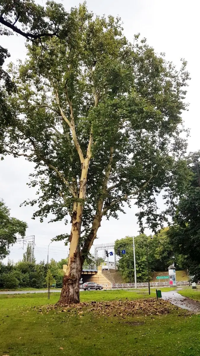Drzewo bez kory w okolicy Sądu Rejonowego w Bolesławcu