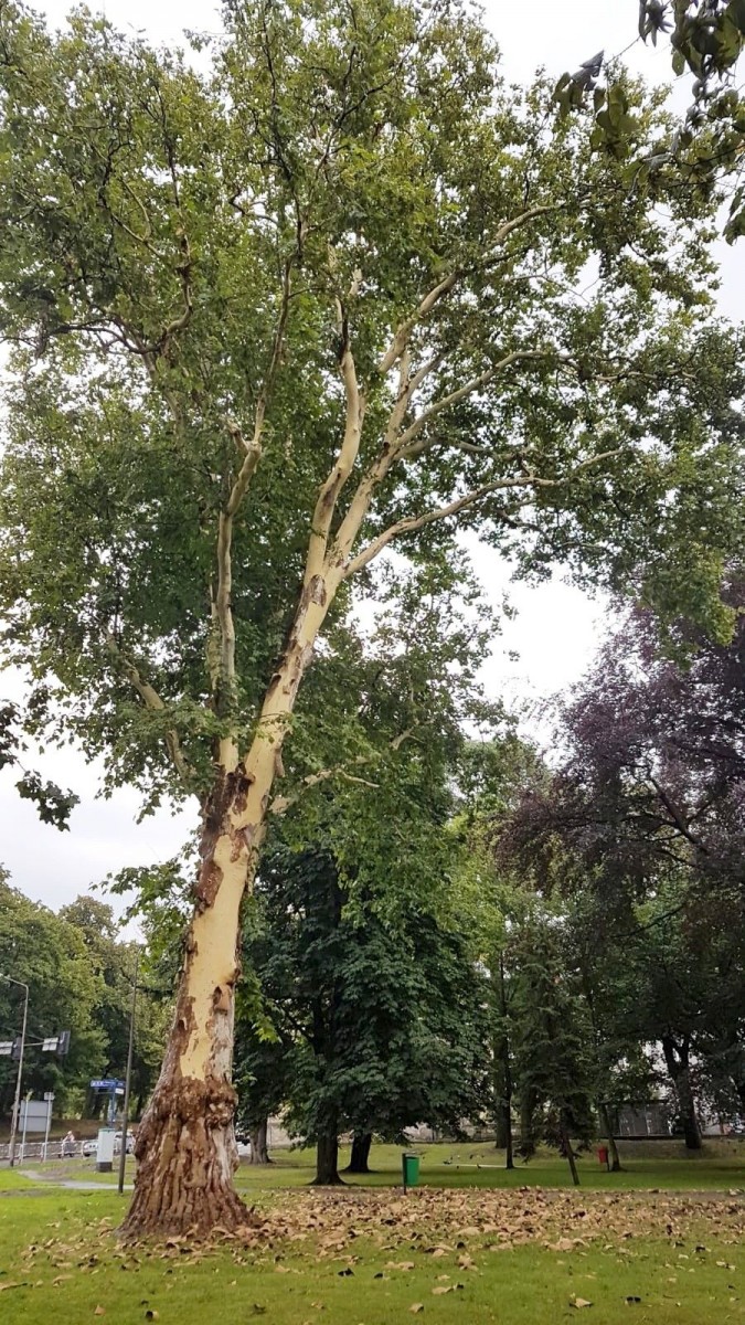 Drzewo bez kory w okolicy Sądu Rejonowego w Bolesławcu