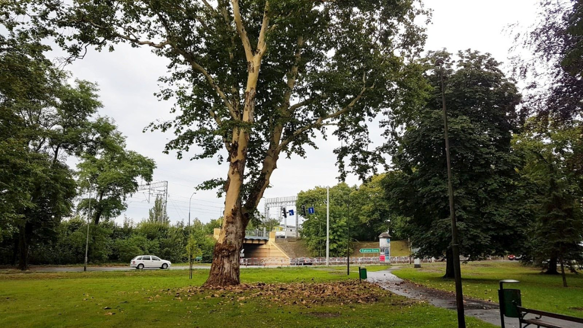 Drzewo bez kory w okolicy Sądu Rejonowego w Bolesławcu