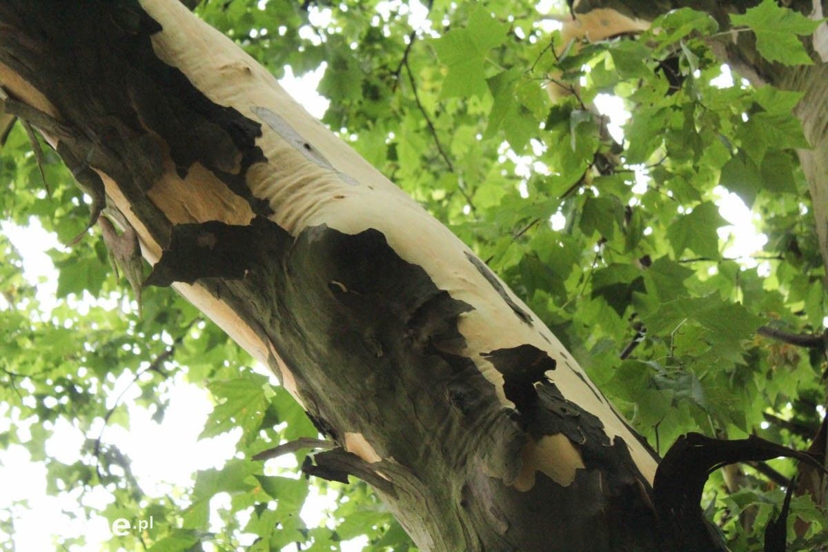 Platany w okresie zrzucania kory