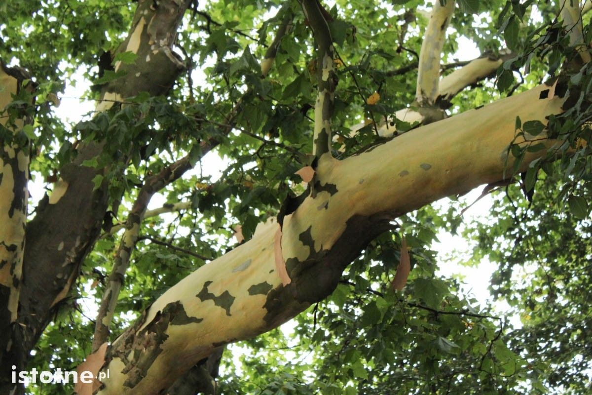 Platany w okresie zrzucania kory