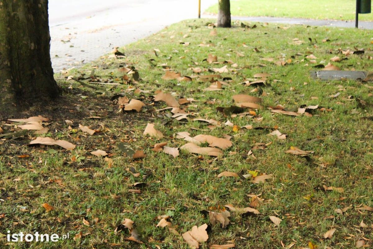 Platany w okresie zrzucania kory